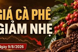 Giá cà phê hôm nay 9/8/2026 giảm, Arabica bất ngờ tăng hơn 4%