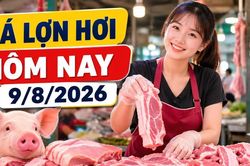 Giá lợn hơi hôm nay 9/8/2026 giảm tiếp, mức 62.000 đồng/kg biến mất