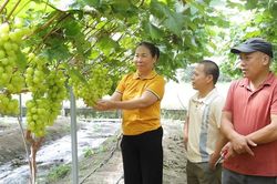 Cây trồng mới, triển vọng mới