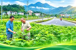 Phát huy nguồn lực, tạo sinh kế bền vững ở vùng cao