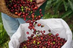 Ngày 9/8: Giá cà phê tiếp tục giảm, hồ tiêu cao nhất ở mức 141.000 đồng/kg