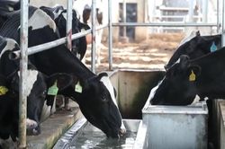 H&agrave;n Quốc: Nắng n&oacute;ng g&acirc;y thiệt hại nặng cho ng&agrave;nh chăn nu&ocirc;i