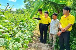 Vững sinh kế nhờ đa dạng cây trồng