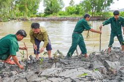 Xã U Minh ra quân trồng cây mắm chống sạt lở ven sông