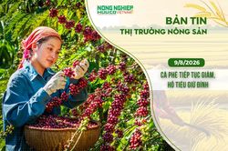 Thị trường nông sản 9/8/2026: Cà phê tiếp tục giảm, hồ tiêu giữ đỉnh