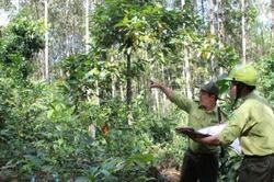 Lâm Đồng: Công tác chi trả tiền giao khoán bảo vệ rừng đầy đủ và đúng quy định