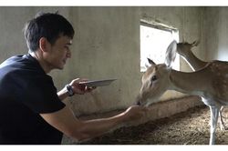 Chàng kỹ sư đam mê thuần hóa loài động vật hoang dã có nhung