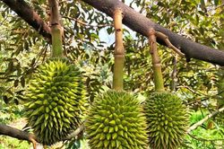 Phó Thủ tướng chỉ đạo điều tra, làm rõ thông tin mua bán, gian lận mã số vùng trồng
