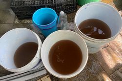 Hàng trăm hộ dân 'gánh' thêm chi phí vì nước nhiễm phèn