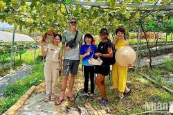 Trải nghiệm ấn tượng vườn nho tại Lương Sơn (Phú Thọ)