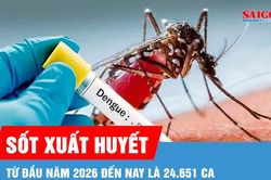 TPHCM ghi nhận hơn 1.100 ca mắc sốt xuất huyết trong một tuần