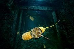 Phát hiện loại vi khuẩn giúp làm sạch uranium trong đất