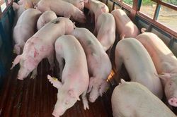 Giá heo hơi hôm nay 10/8: Giảm trên cả nước, dao động trong khoảng 59.000 - 62.000 đồng/kg