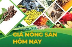 Giá nông sản hôm nay 10/8/2026: Giá cà phê cao bất chấp dự báo sản lượng, nghịch lý thị trường? Mỹ gia tăng áp lực lên đối tác thương mại quan trọng