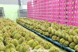 Chính phủ giao Bộ Công an xử lý nghiêm hành vi gian lận mã số vùng trồng