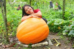 Độc đáo vườn bí ngô khổng lồ ở vùng biên Quảng Ninh, có quả nặng hơn 120kg