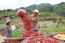 Trung Quốc tất bật bước vào mùa thu hoạch nông sản