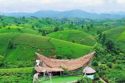 Phú Thọ nâng tầm giá trị cây chè gắn với phát triển du lịch