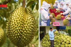 Sầu riêng Việt Nam trước cơ hội vượt 4 tỷ USD