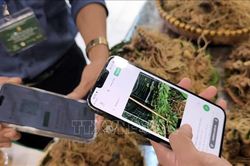 'Số hóa' để định vị thương hiệu cao cấp cho sâm Ngọc Linh