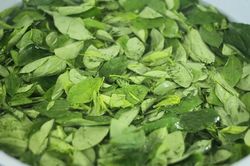 Loại rau quen thuộc từng làm hàng rào, nay được săn tìm vì được ví như 'cây thuốc'