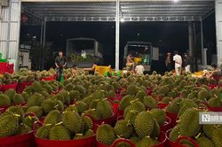 500.000 tấn sầu ri&ecirc;ng v&agrave;o vụ, Đắk Lắk chạy đua cấp 'hộ chiếu' xuất khẩu