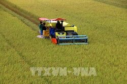 Tư duy mới làm nên 'mùa vàng' xanh ở Cần Thơ