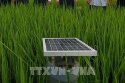 Chủ động rút nước giữa vụ giúp giảm phát thải khí mê-tan
