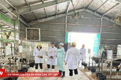 Tăng cường bảo đảm an ninh chuỗi sản xuất, kinh doanh sữa