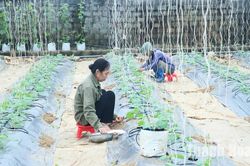 Nâng cao hiệu quả sử dụng đất ở các HTX nông nghiệp