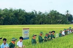 Hỗ trợ kinh phí cho các địa phương sản xuất lúa năm 2026