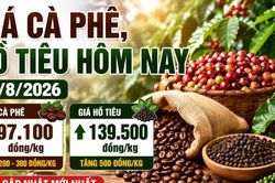 Giá cà phê hôm nay 10/8 tăng trở lại, hồ tiêu lên mức 139.500 đồng/kg
