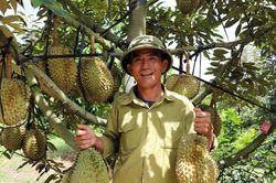 Liên kết sản xuất mở hướng làm giàu cho nông dân trồng sầu riêng ở Đam Rông