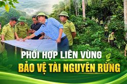 Phối hợp liên vùng bảo vệ tài nguyên rừng