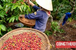 Giá cà phê hôm nay 10/8: Thương nhân sớm chào mua cà phê vụ mới tại Việt Nam Giá cà phê hôm nay 10/8: Thương nhân sớm chào mua cà phê vụ mới tại Việt Nam