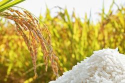 Ngày 10/8: Giá lúa gạo tại Đồng bằng sông Cửu Long ổn định sáng đầu tuần