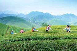 Mua nguyên liệu từ nông dân thiếu hóa đơn, doanh nghiệp có phải truy xuất nguồn gốc?