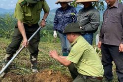 Tuy&ecirc;n Quang: Quản l&yacute;, bảo vệ rừng để ph&aacute;t triển bền vững