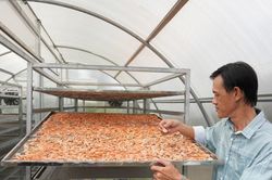 HTX ở Cà Mau dùng tài sản trí tuệ nâng giá trị tôm sú