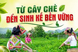 Từ cây chè đến sinh kế bền vững