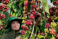 Giá cà phê trong nước giảm nhẹ, Arabica trên sàn New York tăng vọt