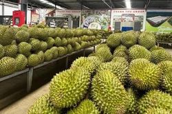 Xử lý nghiêm gian lận mã số vùng trồng, cơ sở đóng gói