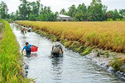 Gạo lúa - tôm - Ðịnh vị bằng chất lượng