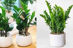 Đừng tùy tiện trồng cây kim tiền trong nhà nếu không biết 3 điều kiêng kỵ này, tránh phản tác dụng
