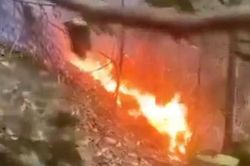 Trực thăng chở khách rơi xuống rừng rậm, 4 người thiệt mạng: Hiện trường đau lòng