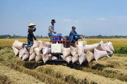 Nông dân miền Tây phấn khởi vì lúa Hè Thu trúng mùa, được giá