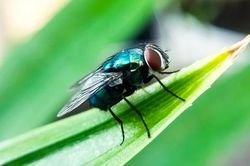 USDA thông báo chỉ còn 5 ca ruồi xoắn đang hoạt động tại Hoa Kỳ