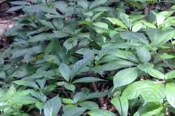Chiêu trò góp vốn trồng sâm Ngọc Linh, lừa đảo hơn 1.200 tỷ đồng