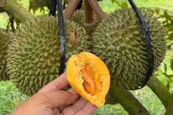 Tin vui với người trồng sầu riêng