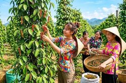 Giá hồ tiêu hôm nay 11.8.2026: Bật tăng 500 đồng/kg